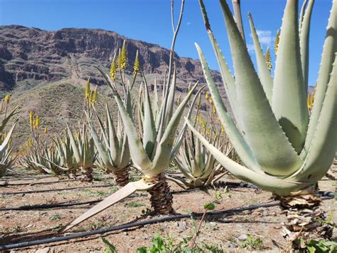 Aloe Vera Plants Blooming With Yellow Flowers In Rows In A Dry Desert