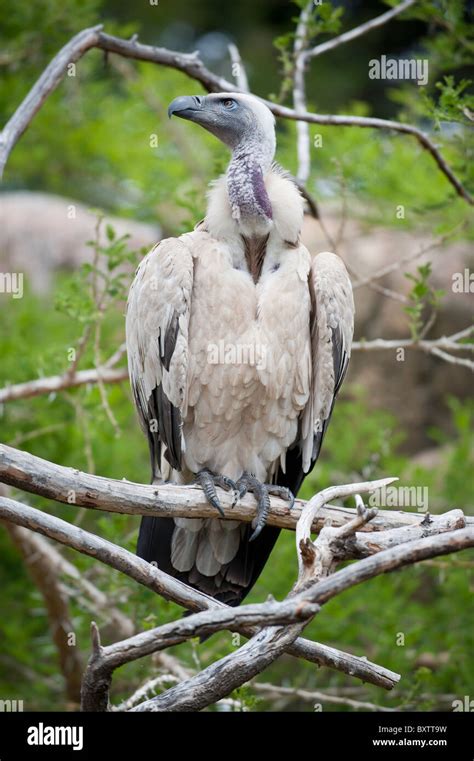 A Captive Cape Vulture In Wildlife Ranch Oudtshoorn South Africa