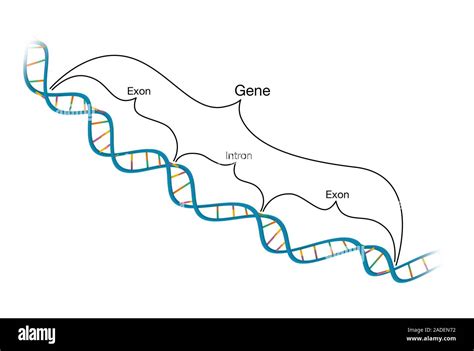 Exon Intron Structure Of Genes And Dna Illustration The Double Helix Of The Genetic Molecule