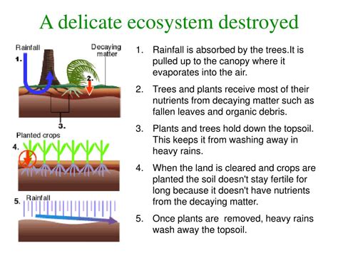 Ppt What Makes Up A Tropical Rain Forest Why Are Rain Forests