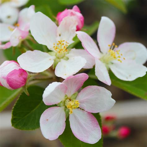 Mcintosh Apple Trees For Sale