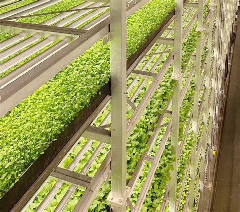 Smart Farm Shipping Container Plant Factory Vertical Farming Hydroponic