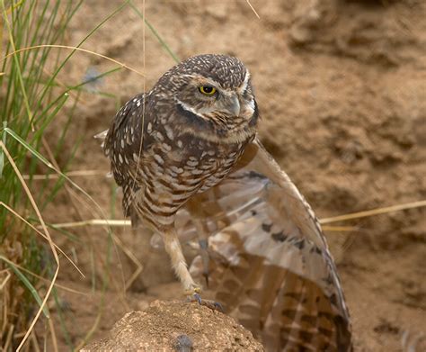 Burrowing owl | San Diego Zoo Kids