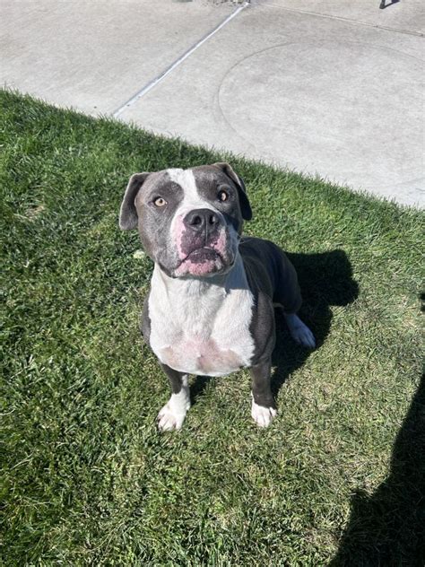 Dog for adoption - Hulk, a Pit Bull Terrier in Manteca, CA | Petfinder