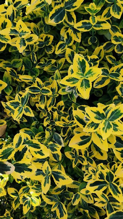 17 Golden Euonymus Plant LaraLachlann