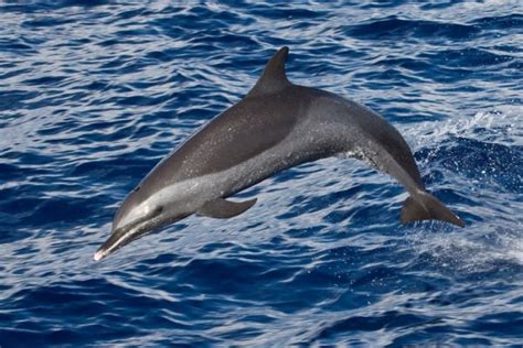 Le Dauphin Tachet Pantropical De L Atlantique The Lost Cetacean