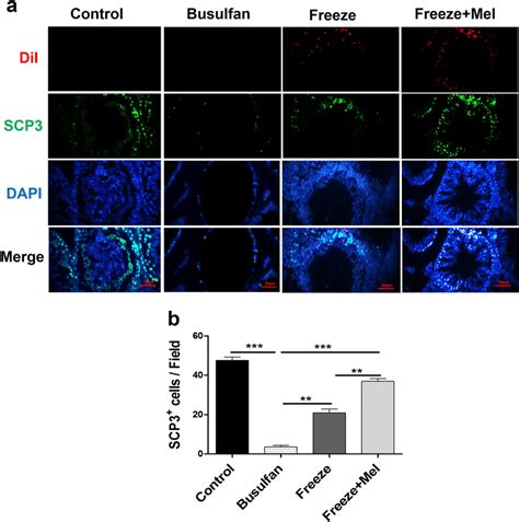 Immunofluorescence Staining For Identifying Differentiation Marker