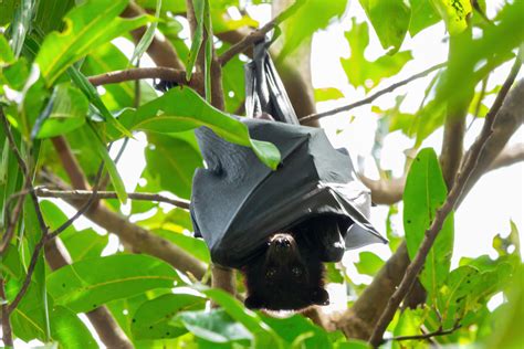 Pteropus Alecto Pteropus Alecto Black Flying Fox Litchf Flickr