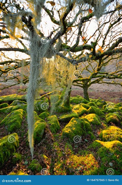 Ancient Forest Wistman`s Wood Stock Image - Image of flora, british: 164757565