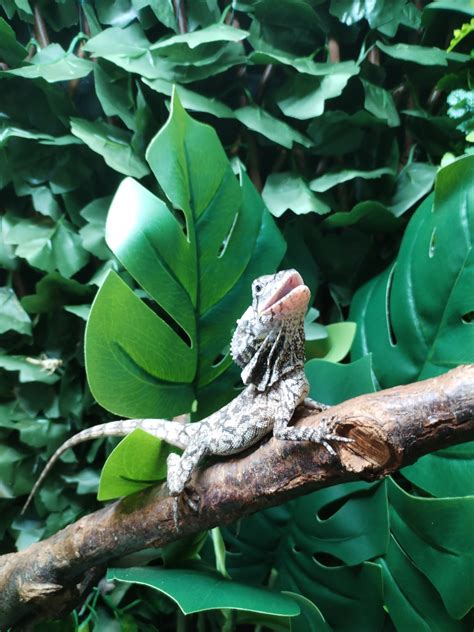 frilled dragons as pets 7