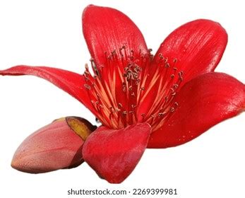 3,096 Bombax Ceiba Flower Images, Stock Photos & Vectors | Shutterstock