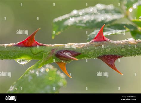 Rose plant thorns hi-res stock photography and images - Alamy