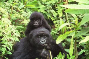 Gorilla Life Cycle - From Birth To Death All Explained - Gorilla Facts