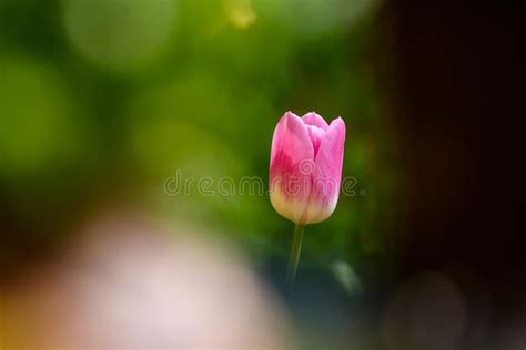 Tulip N Rosado En La Cama De Flor En Jard N Foto De Archivo Imagen De