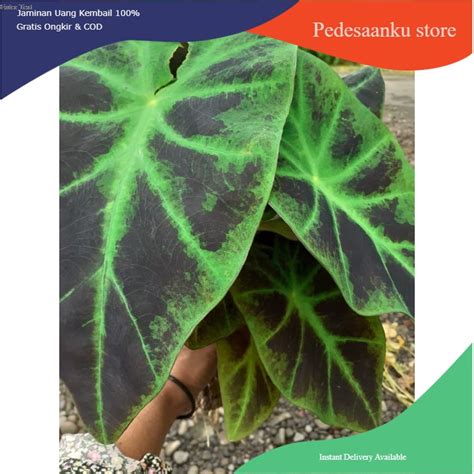 Jual Colocasia Ilustris Black Beuty Keladi Tinta Hitam Tanaman