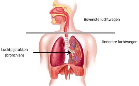 Astma Gezondheid En Wetenschap