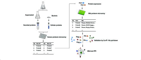 The Schematic Diagram Of The Proteome Microarray Strategy For