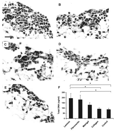 Representative Micrographs Of Hematoxylin And Eosin Hande Staining And Download Scientific