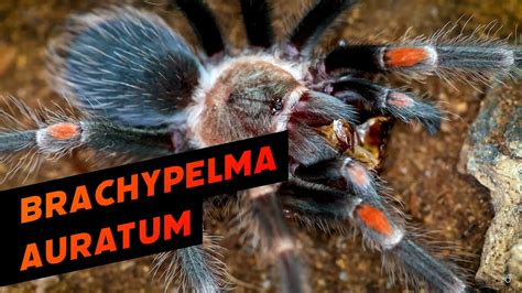 Fast Food 12 Brachypelma Auratum YouTube