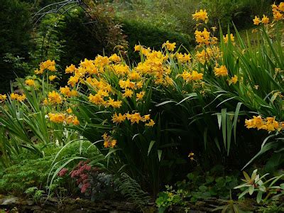 The Freerange Gardener Plant Of The Moment No Crocosmia