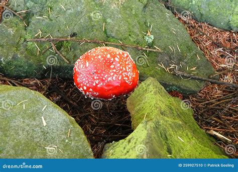 Amanita Muscaria Aka Fly Agaric Stock Photo Image Of Poisonous