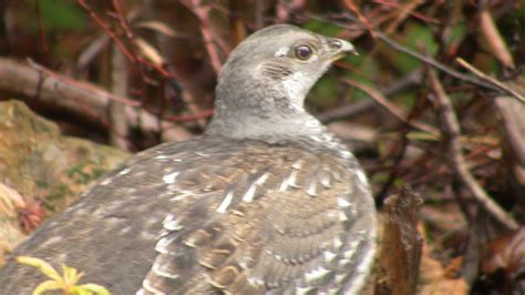 Blue Grouse In The Rocky Mountains Of Idaho Dusky Grouse In Nature