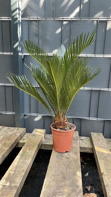 Cycas Revoluta Japanischer Palmfarn