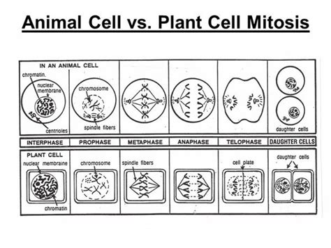 Plant Cell Mitosis Diagram