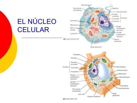 Corpusculo De Barr Andrelis Carrillo Lina Ospino Genniluz Cordoba Ppt