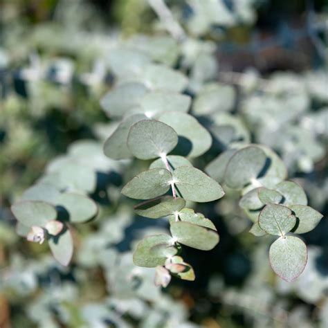 Eucalyptus Cinerea Silver Dollar Gommier Cendré Aux Petites Feuilles