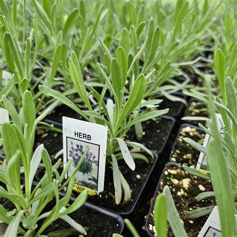 Lavender Finished Lavandula Angustifolia Vera From Hillcrest Nursery