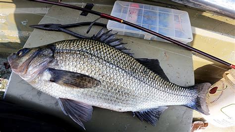 Fishing For Trophies World Record White Perch Incredible Fishing