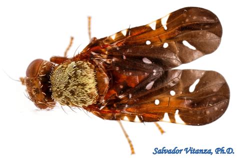 Diptera Tephritidae Aciurina Mexicana Fruit Flies MALE A Urban