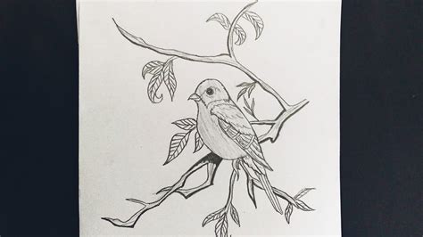 How To Draw A Bird Sitting On A Branch Easy Step By Step Youtube