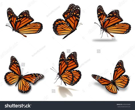 Beautiful Six Monarch Butterflies Set Isolated Stock Photo 495035686