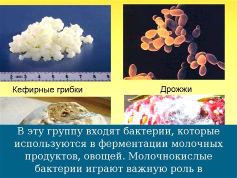 Бактерии В Пищевой Промышленности by Ульяна Самосюк