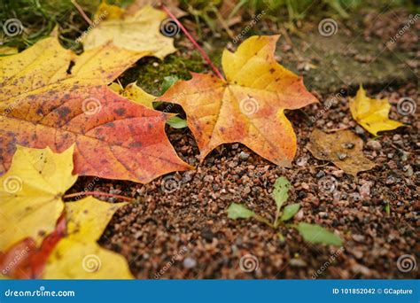 Fallen Autumn Maple Leaf On Ground At The Morning Stock Photo Image