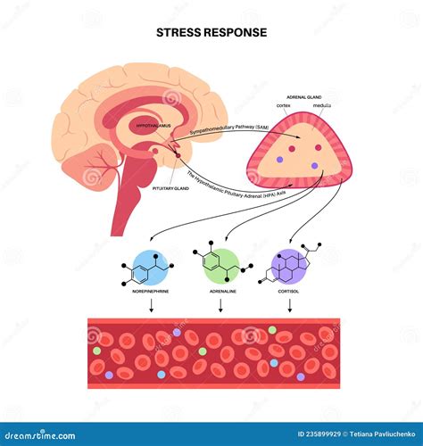 Stress Responce System Stock Vector Illustration Of Anatomy 235899929