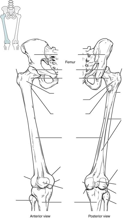 Femur Anatomy Quiz