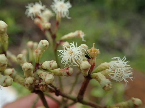 Syzygium Myrtaceae Image At Phytoimages Siu Edu