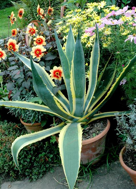 Agave Planter Et Cultiver Ooreka