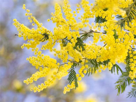 Interesting Facts About Acacia Fact Bud