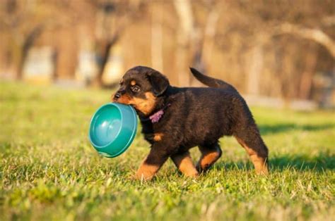 Descubra Se Filhote De Cachorro Pode Tomar Sol Petz