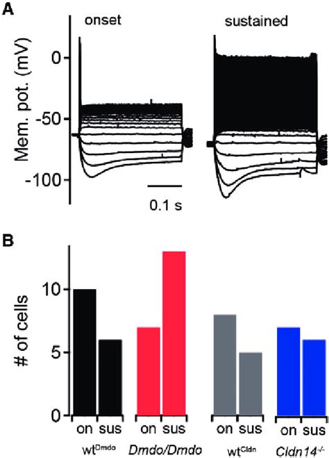 Firing behavior in MNTB principal neurons. (A) Firing behavior assessed ...