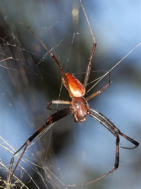 Australian Golden Orb Weaver Nephila Edulis Male Woodlands