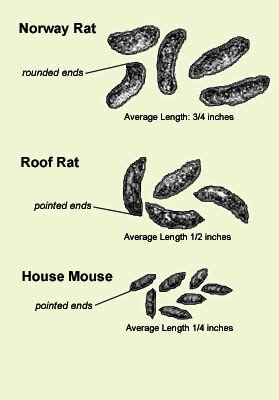 Pest Info - Roof Rats – Identification – What Rat Was That?