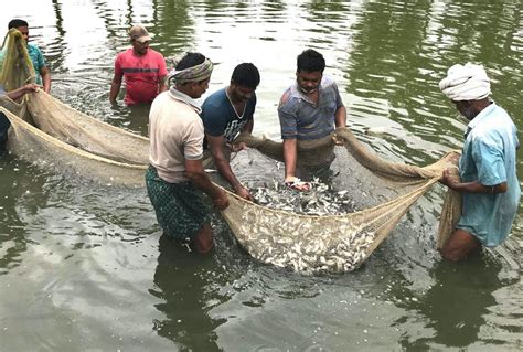 In India Aquaculture Has Turned A Sprawling Lake Into Fish Ponds