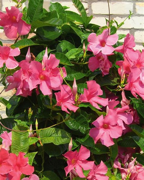 Hermosas Plantas Con Flores Resistentes Al Sol