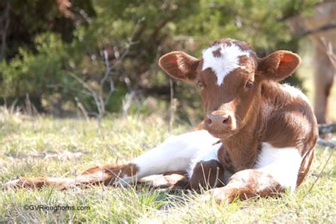 Texas Longhorn Calves A Guide To Stress Management