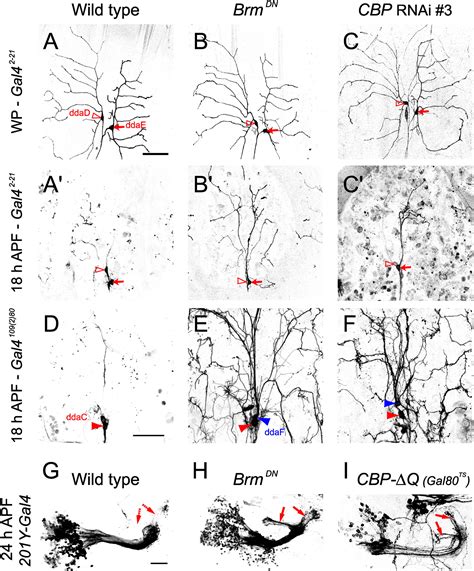 Intrinsic Epigenetic Factors Cooperate With The Steroid Hormone